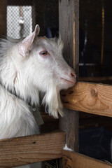 White goat, male hornless breed zaanen. Head in profile, looking into the distance, winter, it's snowing. Concept: lifestyle, home farm, goat breeding, ecological product