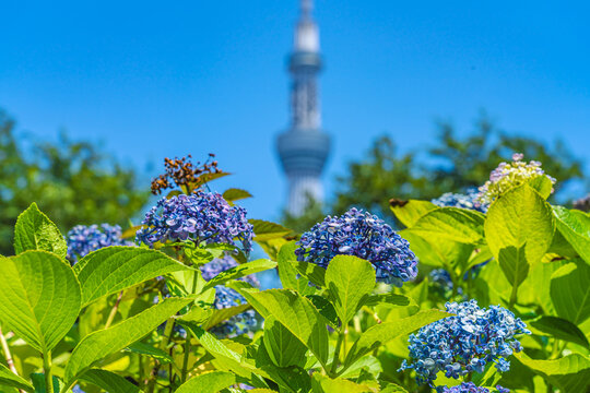 隅田 Images Browse 333 Stock Photos Vectors And Video Adobe Stock