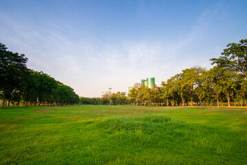 Green grass meadow with tree forest in city park against blue sky sunset nature background