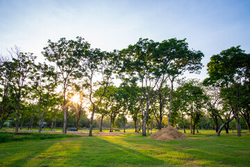 Green grass meadow with tree forest in city park against blue sky sunset nature background