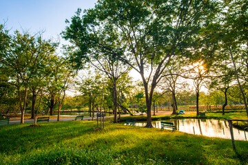 Evening sunset light in city park green tree forest with river