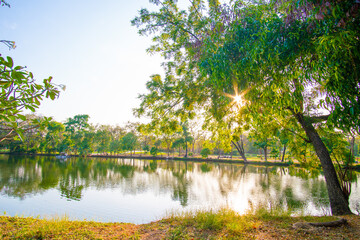 Fototapeta premium Evening sunset light in city park green tree forest with river