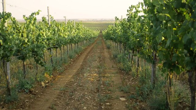 Fields of vineyard in summer