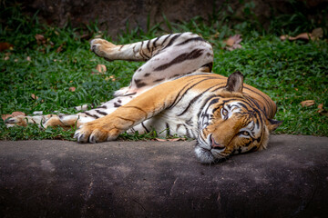 Asian tiger resting in the natural forest.