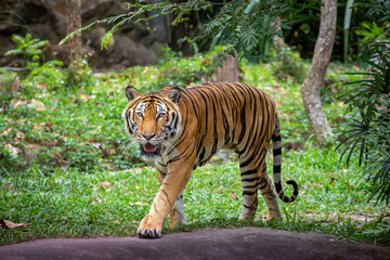 Asian tiger resting in the natural forest.