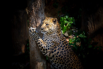 A leopard is resting in the natural forest.
