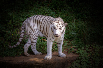 Fototapeta na wymiar White tiger resting in the natural forest