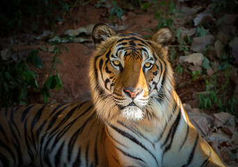 Asian tiger resting in the natural forest.