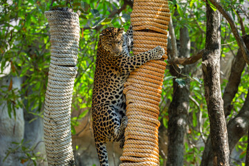 Fototapeta na wymiar A leopard is climbing on an animal behavior stimulator.