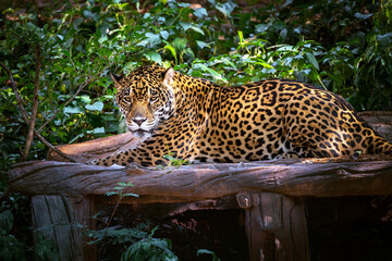 Jaguar resting in the natural forest.
