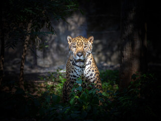 Jaguar resting in the natural forest © MrPreecha