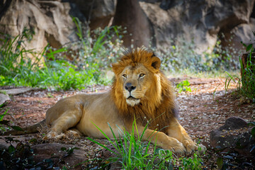 Male lion resting in the natural forest