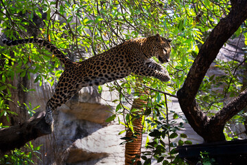 Fototapeta na wymiar A leopard is resting in the natural forest.
