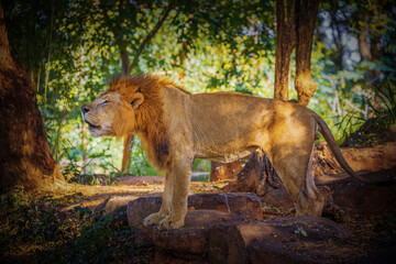 Male lion resting in the natural forest