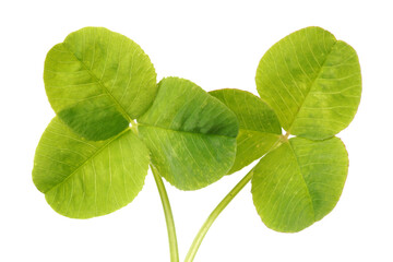 Shamrock,three leaf clover on white background
