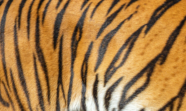 Colors and patterns of tiger skin.