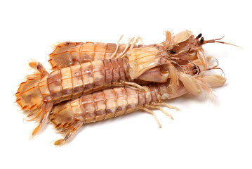 Mantis Shrimp on the white background