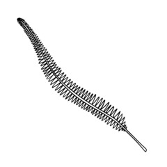 Hand drawn illustration of simple fern leaf and foliage branch isolated on white background using black.