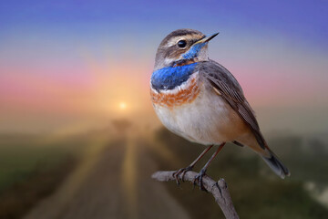 fat bird with vivid orange and fresh blue feathers on its chest proudly perching on against sun rise in early morning, male of bluethroat