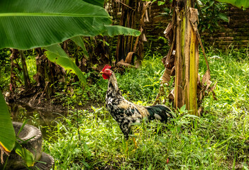 rooster roaming in the banana garden
