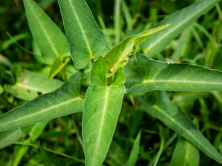 kangkung leaf branches growing in the weeds
