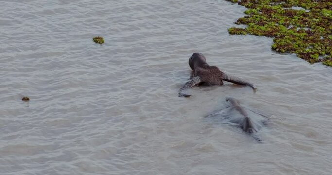 Wild buffalo in the lake for taking the grass or seaweed food in underwater