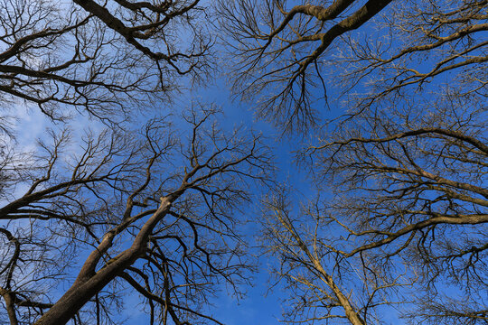 Blick nach oben zu uralten Eschenb&auml;umen die im Winter ihre kahlen &Auml;ste in den blauen Himmel strecken.