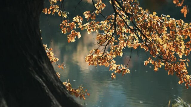 A close-up of the golden-yellow leaves backlit by the sun. Massive trunk of the oak tree in the foreground. Slow-motion, pan left.