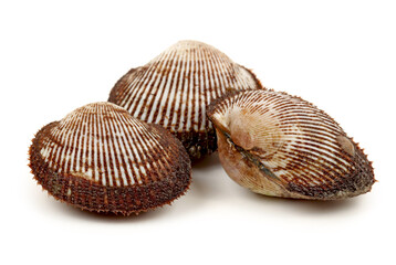 Scapharca subcrenata on white background 