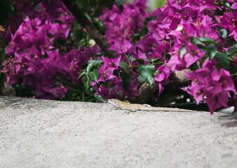 Lizard on white stone with magenta bougainvilleas, South Italy, Amalfi