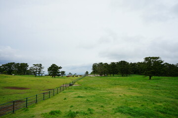 Fototapeta premium landscape with horses in field
