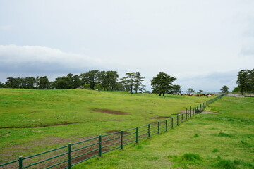 Fototapeta na wymiar landscape with horses in field