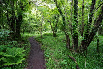 refreshing spring forest and path in the sunlight