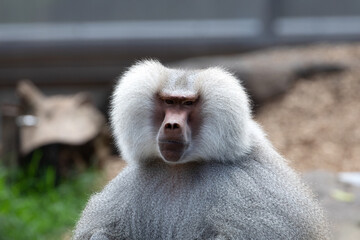 A Hamadryas Baboon (Papio hamadryas).