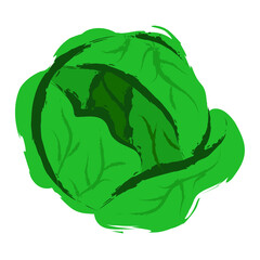 Fresh cabbage vector illustration
