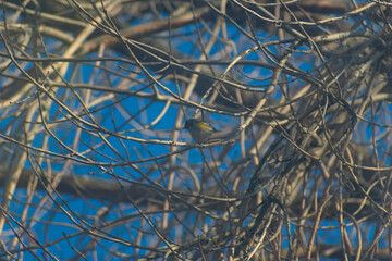 Tiny bird resting in a tree