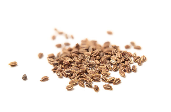 Organic celery seeds early spring planting indoors. Also used as spice and cooking food. Macro of many 1-2 mm seeds from tango celery plant also known as Apium graveolens. Selective focus. Isolated.