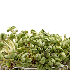 Fototapeta premium Black bean sprouts on white background