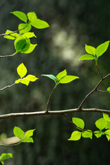 이른 봄에 만난 새싹들