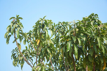 Fototapeta na wymiar Lush green branches of mango (Mangifera indica) tree against clear blue sky in Simultala, Bihar. Mango is national fruit of of India, Pakistan and Philippines and is the national tree of Bangladesh.