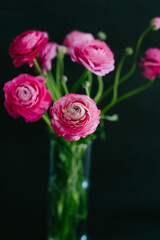 Beautiful bouquet of pink spring flowers. Ranunculi on a black background.