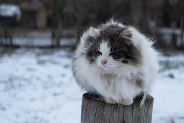Naklejka na ściany i meble A homeless gray cat is sitting on the fence and dozing. A sad unhappy kitten with a white-gray fluffy color freezes in winter. A deep, understanding, intelligent look. Blurred background copy space