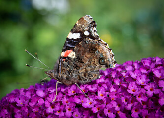 Butterfly on flower