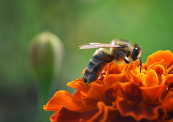 Been on the flower in summer