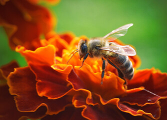 Been on the flower in summer