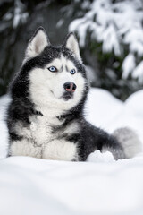 Naklejka premium Dog of breed siberian husky. Husky dog in winter forest.