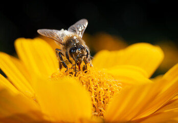 Been on yellow flower in summer