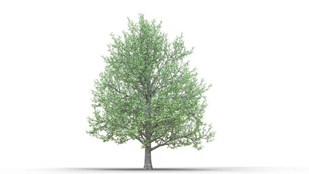 Growing trees on a white background 3D animation growth grow from small to large, Montpellier maple trees animate in the wind on white background with alpha matt 3D virtual tree. Separated with alpha 