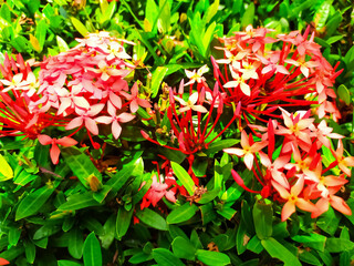 Ixora chinensis plant with red flowers
