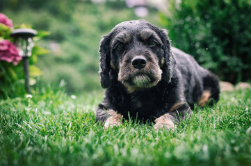 Black dog on the garden